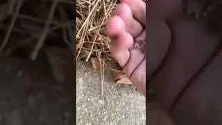 Rare Gecko in Alabama! Mediterranean House Gecko
