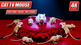Cat TV Mouse: The Red Stage Challenge &ndash; Watch Cats React Instantly! | 8 Hours 4K 60FPS