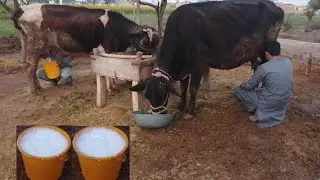 Village Life Evening Routine Cow Milking By Hand | Pakistan village Maryam ch 💖