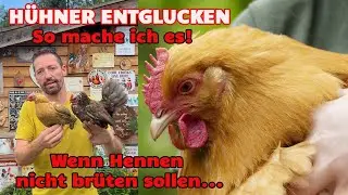 H&uuml;hner entglucken: So mache ich es! Was tun wenn Hennen nicht br&uuml;ten sollen? #h&uuml;hnerhaltung #h&uuml;hner
