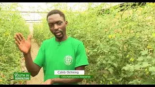 From humble beginnings to producing Cherry Tomatoes sustainably - Youth in Agriculture |part 2|