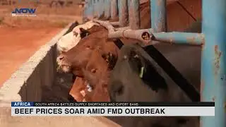 Beef prices soar amid FMD outbreak