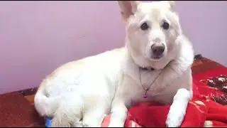 bruce the white german shepherd