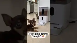 Chihuahua Puppy&rsquo;s Funny Reaction to &ldquo;Magic&rdquo; Food 😱🐶 Cat Judges Silently 🐱