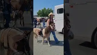 Парад лошадей во время осенней ярмарки #шорты #лошадь