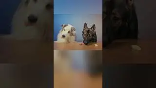 Which Dog Has Better Taste Buds? #dogvsdogchallenge #food #shorts