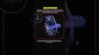 The Glitter Squid:Nature&rsquo;s Deep-Sea Light Show.#shortsfeed #facts #viralshorts #didyouknow #sealife