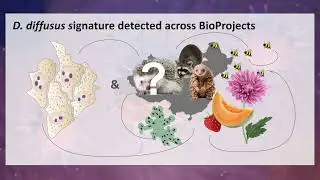 Viral residency: Mapping host-virus interactions of Dulcivirus diffusus