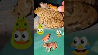 Touch frog funny jump on the flying | catch up with Frogs make fun | Tep longheng funny