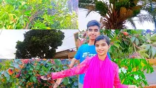 So many trees of fruit in the middle of Karachi | shafin hurain vlog