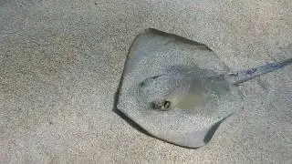 Facts: The Common Stingray