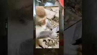 How To Download STRAY In Mobile ||#shorts #stray