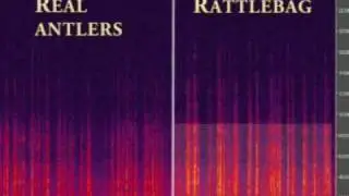 Анализ звуковых частот Rattlebox