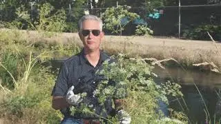 Poison Hemlock&ndash;Idaho Weed Awareness Campaign
