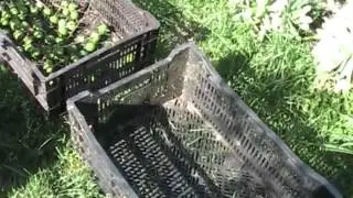 Macadamia Nut Harvest