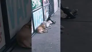 abandoned dogs #fypage #fypyoutube #Phoenix  #phoenixdogs #fypシ゚viral