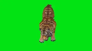 #greenscreen #harimau #tiger green screen animal \\Harimau