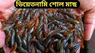 ভিয়েতনামি শোল মাছ।Vietnami sol fish 1m.views 