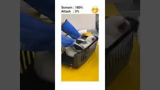 the Cat is so Dramatic 😅