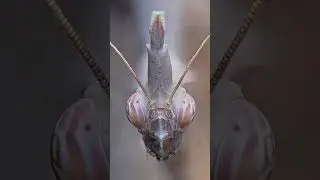 Macro Photography | Amazing Nature