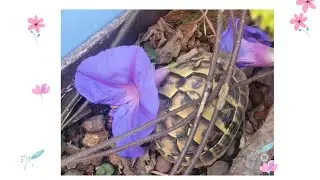 Tortoise Eating Flower 🐢 #Chersobius signatus: world's smallest species of #tortoise speckled Cape🐢