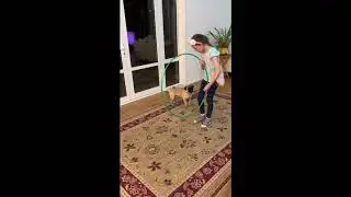 Pug training in progress