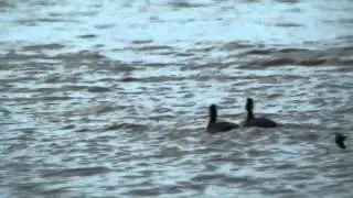 Eared Grebe