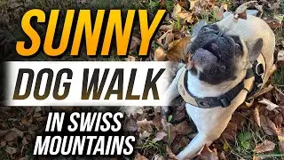 Sunny Dog Walk In Swiss Mountain - Switzerland || EllytheBully
