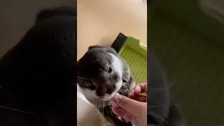 A girl accidentally saved an otter family #love #rescue #otter #shorts #shortvideo #animals #cute
