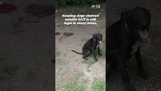 Blackie&rsquo;s Story is Everything Wrong with Chaining Dogs