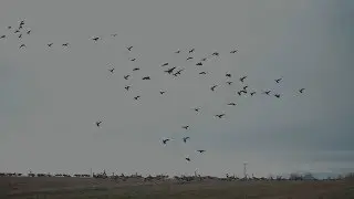 Goose Hunting 2018 Layout Hunt