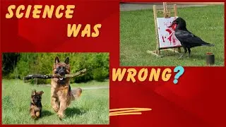 Why Do Animals Play? The Answer Is Fascinating