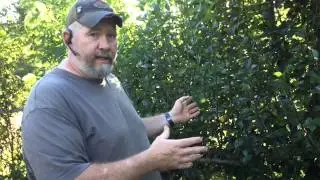 Permaculture and how to make money from it