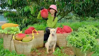 Harvest Mangoes, Pumpkin Tips, Red Durian, Sweet Corn To Sell At The Market, Cook, Garden