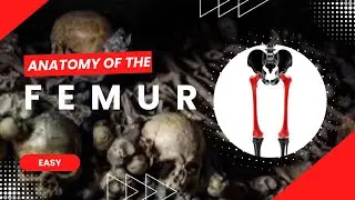 Femur Anatomy | Landmarks, Muscle Attachments & Clinical Correlations 