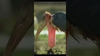 The incredible Neck pouch of the￼ marabou stork is not used for food storage .#nature #shorts