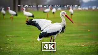 WILD ANIMALS 4K &ndash; Peaceful Heart of the Wild with Relaxing Piano & Natural Ambience