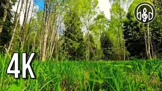 Пение птиц в весеннем лесу. Апрельский вечерний лес.
