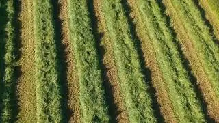 Silage 2018 - First Cut