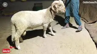 Sawati Dumba I Long Tail Sheep I Cute Dumba