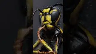 Cu&aacute;les son los siguientes? 👉🏻🐝