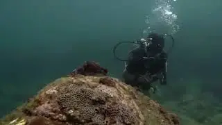 Scuba diving in Trincomalee
