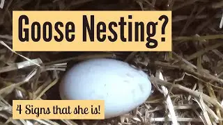 Is The Goose Nesting? 4 Signs That She Is! (And How To Tell If She Isn't!)