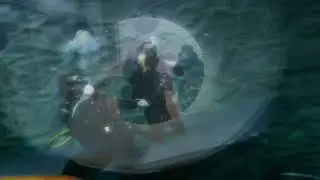Duikelaars bij Diveworld Enschede
