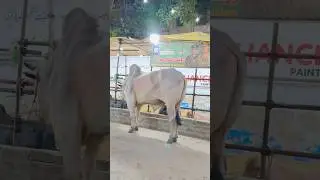 Qurbani Kay janwar, bakra eid in Karachi, Bakra Eid in Pakistan, sibbi cow, jdc cow,  #short #shorts