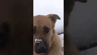 #зима #собачки #снег #арчи #собачкииграются
