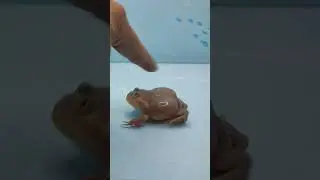 #Angry budget frog bites my finger (A)#budget frog#pacman frog#bullfrog#frog@petfrogeating3889