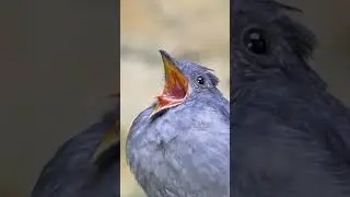 Alarm sound🐦🌳🍀🐤/beutiful Bird 🥰😘/#birds #birdssounds #nature #beauty #youtubeshorts #sound #shorts