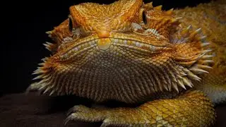 How Big Do Bearded Dragons Get?🐉🌱📏