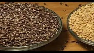 Advocating new wheat varieties for health concerns | Techनींव@75 | ISTI Portal